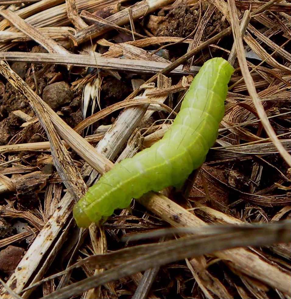 identificazione bruco